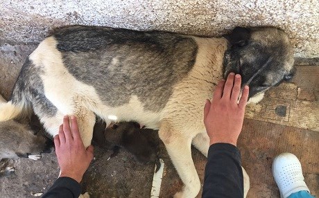 Dêlikê cêwrikên rovî mêjandin