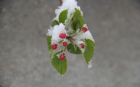 Li Wanê berf û mij