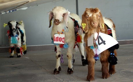 VAN – ‘En güzel kuzu, oğlak ve buzağı’ yarışması