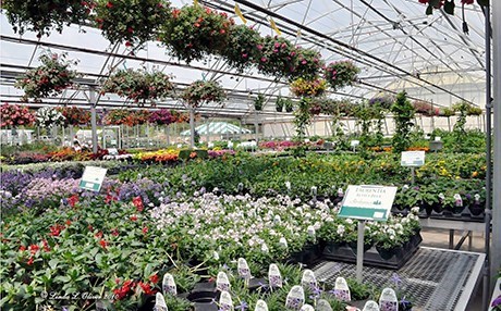 Gulên sirûştî li Kurdistanê bazareke germ û nû peyda kiriye