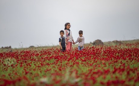 Lîlozan zeviyên Wêranşarê xemilandin