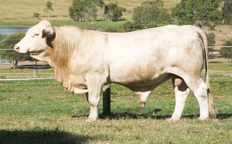 Bazirganê Kurd endamê nêrtî yê ga hinardeyê Tirkiyê dike