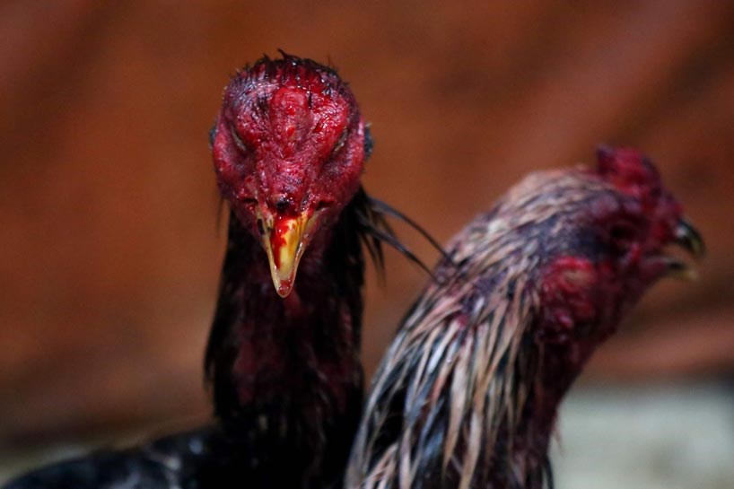 WÊNE - Li Qamişloyê şerê dîkan