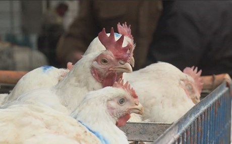 Tavuk fiyatı ikiye katladı