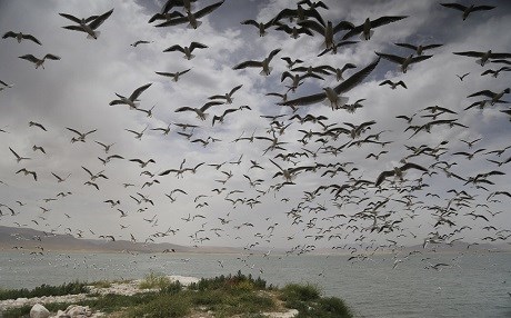 FOTO - Ranya’daki martılardan eşsiz manzara
