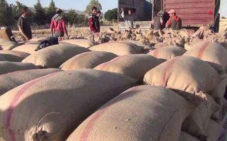 Çekdarên Silêman Şah genimê cotkarên Efrînê talan dikin