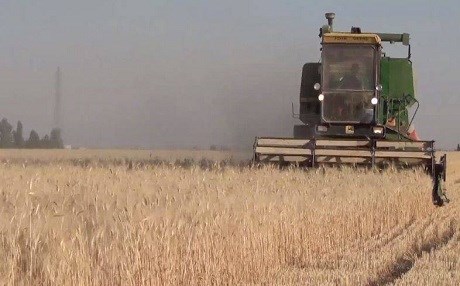 Opozisyon her ton genimê cotkarên Efrînê tenê bi 168 dolaran dikire