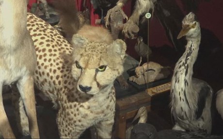 مۆزەخانەی مێژووی سرووشت لە تەلئەبیب کرایەوە