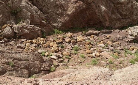 Li Bedlîsê 76 mih ji kendal gêrbûn