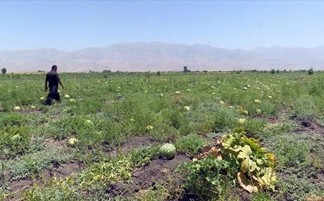 KURDISTAN - Zebeş ji pêwîstiyan zêdetir e