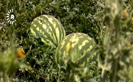 Kürdistan’da karpuz üretiminde artış