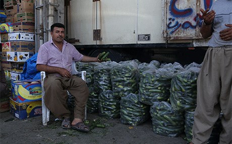 بەرهەمی خەیار لە كوردستان  ژمارەیەكی پێوانەیی تۆمار دەكات