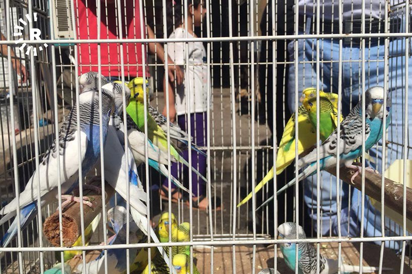 WÊNE – Li Hewlêrê bazara ajelan