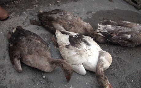 Kars’ta 1500 kaz telef oldu