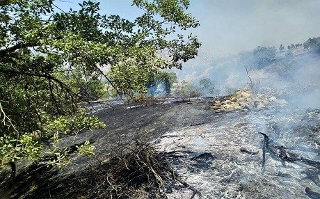 Daristanên Çiyayê Cûdî dişewetînin