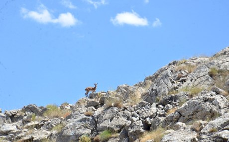 100 yıl sonra ilk kez Maraş'ta görüldü