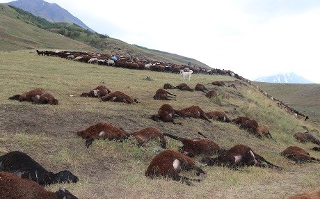 Birûskê 74 mih mirar kirin