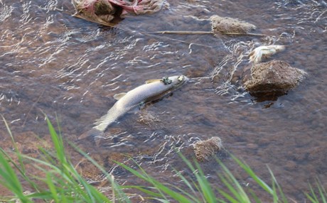 Sivas'ta balık ölümleri korkuttu
