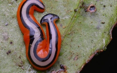 42 bin yıl sonra hayata geri döndürüldü