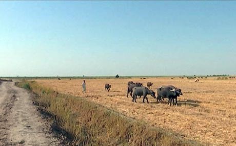 Necef; Hişkesalî gefê li jiyana mirov û candaran dike