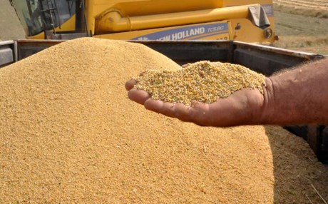 BİR İLK - Bitlis’te 'Astronot gıdası' hasadı zamanı