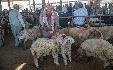 Bi nêzbûna Cejnê Qurbanê bazara ajelan germ bû