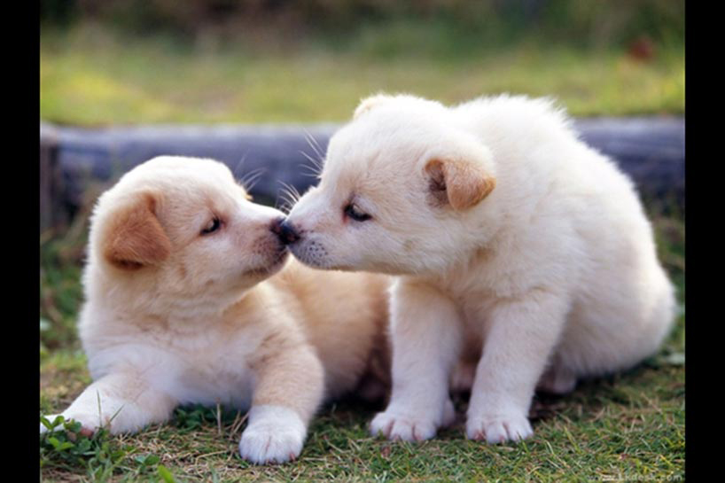 Bibînin ka ajel çawa hevdû maç dikin!