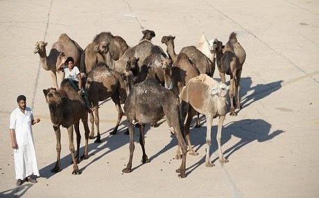 Urfa’da kurbanlık develer satışa çıkarıldı