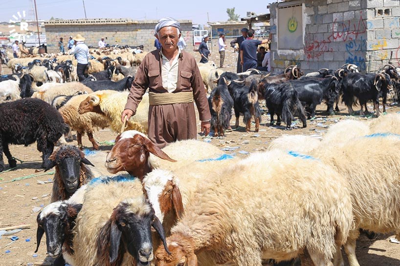 FOTO/ERBİL – Kurbanlık pazarında yoğunluk
