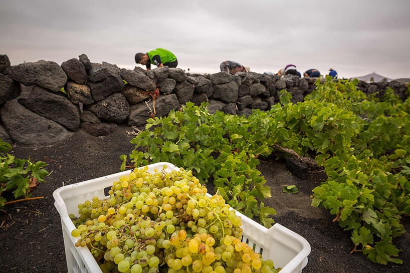 FOTO - İspanya’da üzüm hasadı