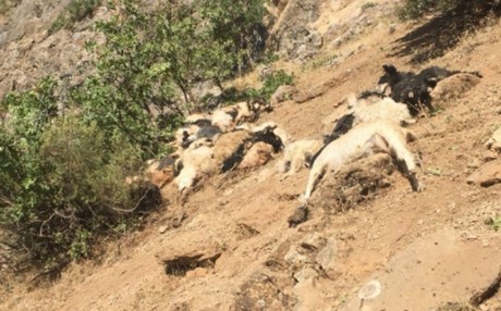 Şırnak'ta kayalıklardan atlayan onlarca koyun ve keçi telef oldu