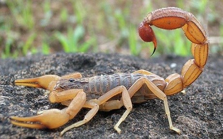 Di malekê de 3 hezar dûpişk hatin girtin