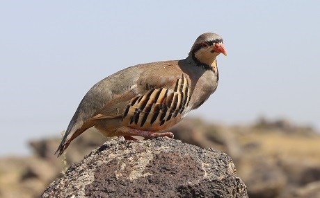 Li Çiyayê Agiriyê hezar kew hatin berdan