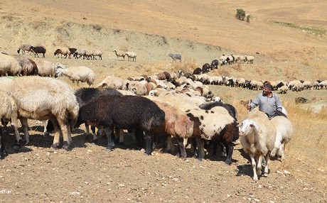 Zozanî hêdî hêdî vedigerin