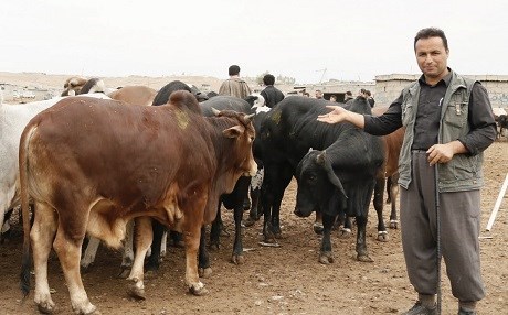 KÜRDİSTAN - Kırmızı et üretimi yüzde 300 arttı
