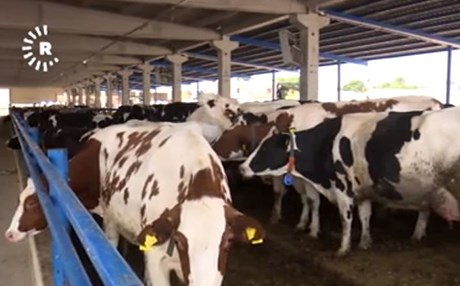 D.BAKIR - Halk şarbon korkusundan et yemiyor