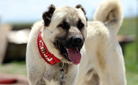 İtalya'da kurt saldırılarına karşı Sivas Kangal alımı çağrısı