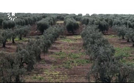 Cotkarên Efrînê di rewşeke taybet de berhemên xwe hildin