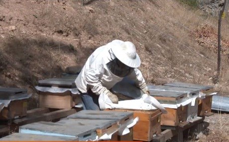 Mirina bikom a mêşên hingiv li Dêrsimê bûye pirsgirêkek mezin