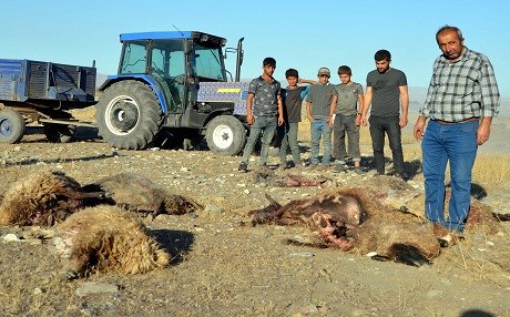 Li Mûşê kûçikên serberedayî 30 mih mirar kirin