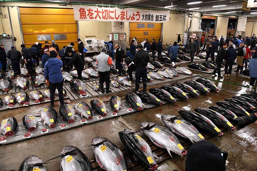 Daxistin û veguhastina mezintirîn bazara masiyan li Japonê