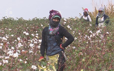 Diyarbakır'da pamuk hasadı