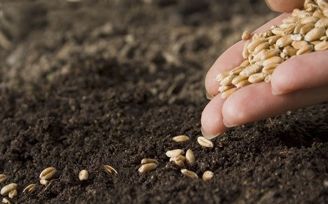 Li Hesekê tov li cotkaran dabeş kirin