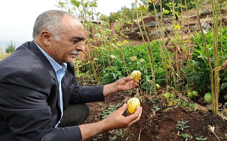 Güney Amerika meyvesini Bingöl'de yetiştirdi