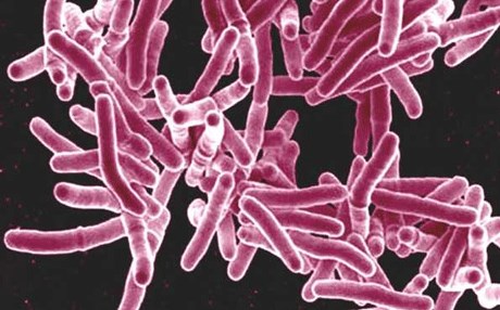 توێژینەوە: ئەورووپا نیشتیمانی رەسەنی "سیل" بووە