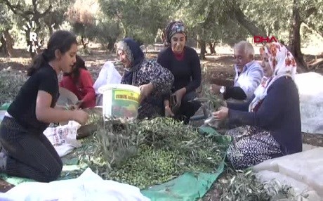 DÊRIK - Berhemhênerên zeytûnan kiryaran peyda nakin