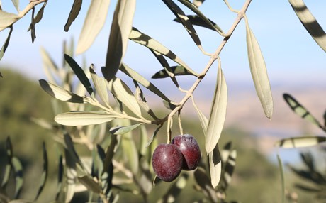 Maraş'ta organik zeytin hasadı başladı