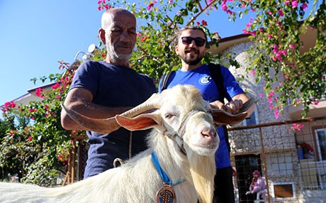 MUĞLA - Keçiye madalya verildi