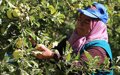 Erzincan’dan iki ülkeye meyve püresi ihracatı