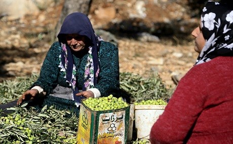 FOTO- Efrin’de zeytin hasadı